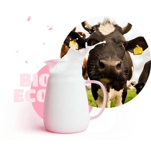 happy cow